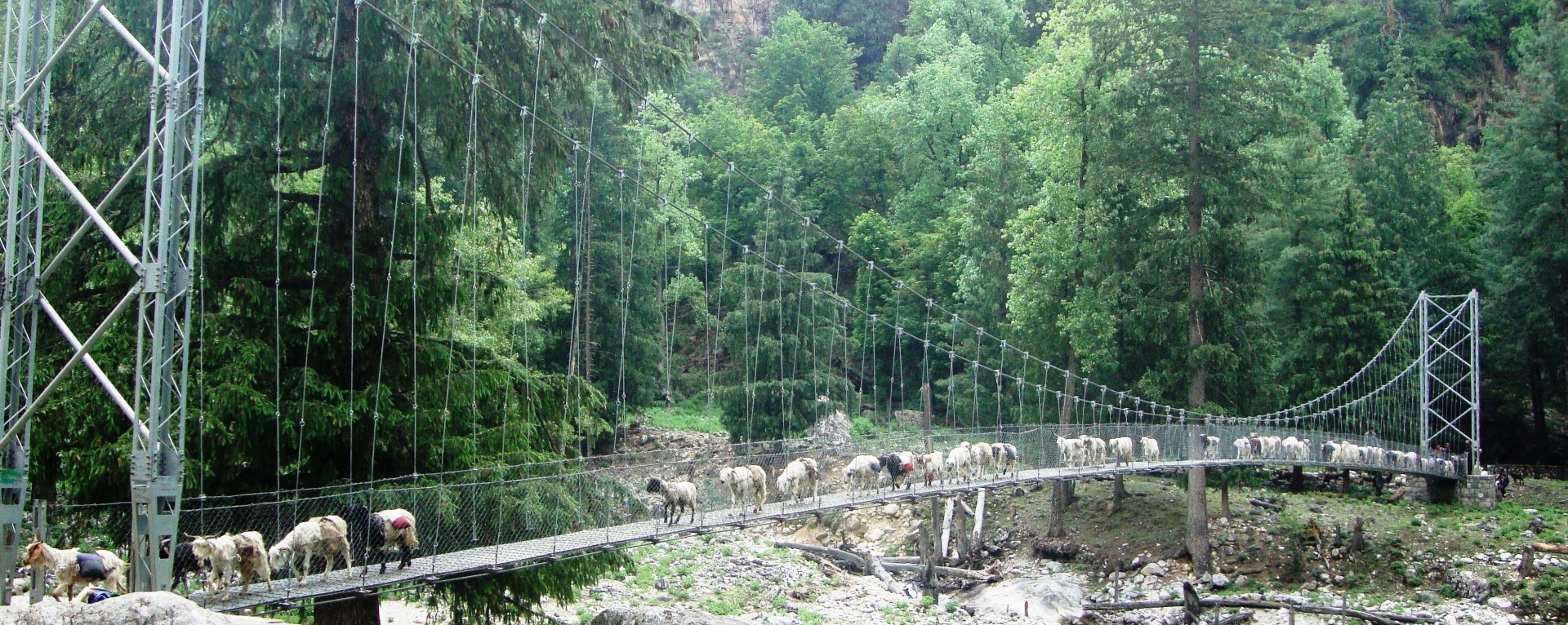 The sheep caravan crossing the suspension bridge.